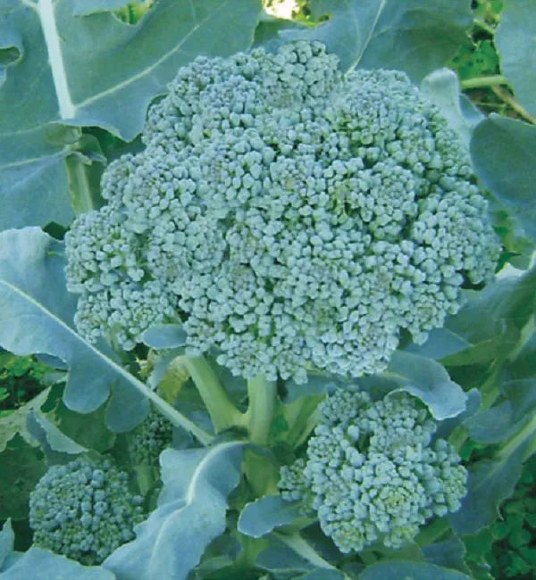 Ramoso Santana Broccoli