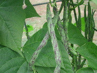 Rattlesnake Pole Bean