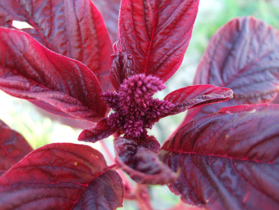Russian River Merlot Amaranth