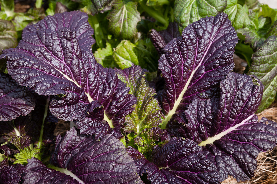 Japanese Giant Red Mustard