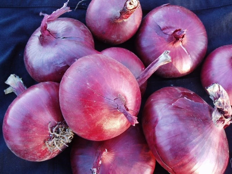 Brunswick Onion