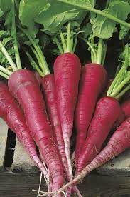 Red Daikon Radish