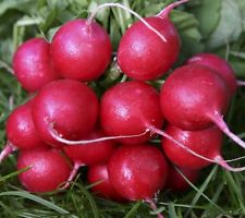 Champion Radish