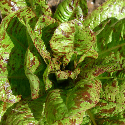 Freckles Lettuce