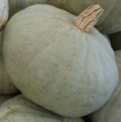 Sweet Meat Squash