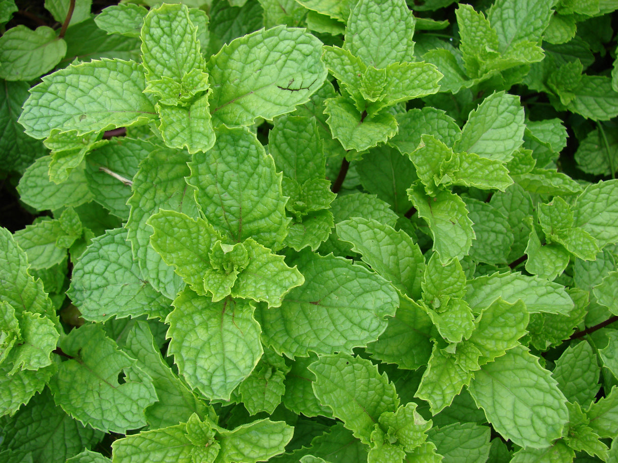 SPEARMINT