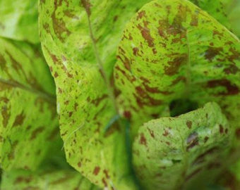 Speckled Lettuce