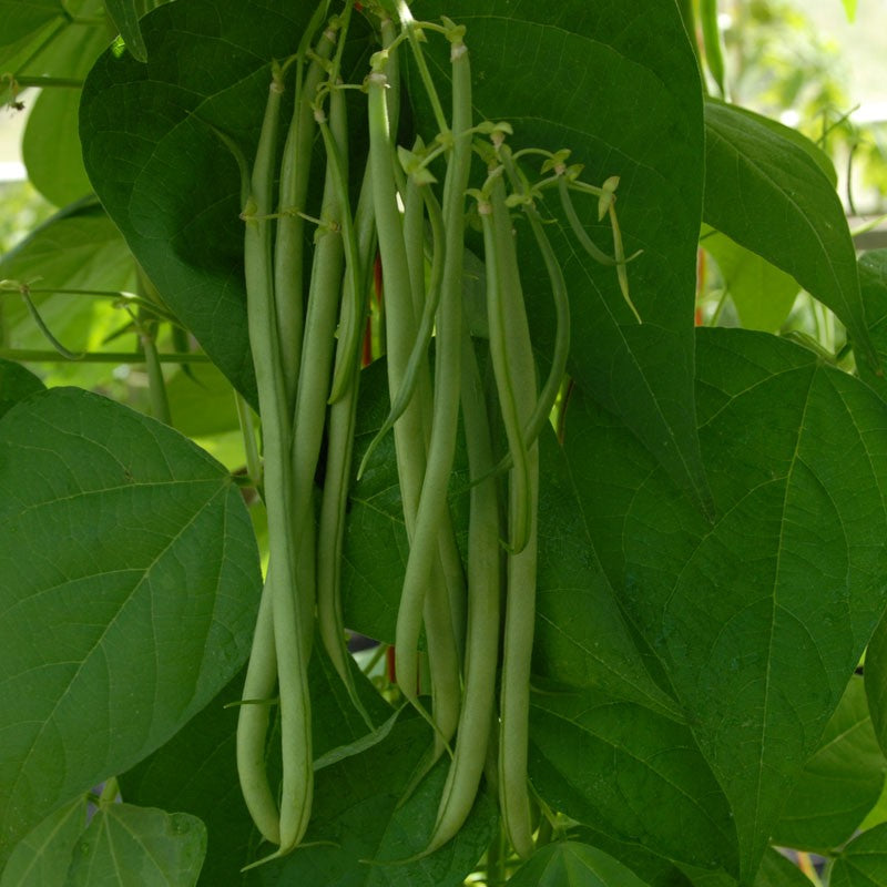 Climbing French Bean
