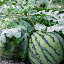 Sugar Baby Watermelon