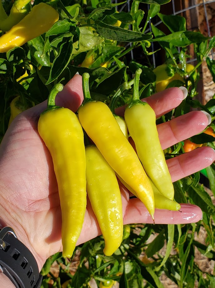 Hungarian Yellow SWEET Wax Pepper