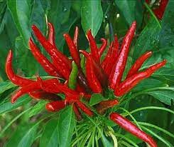 Takanotsume Pepper