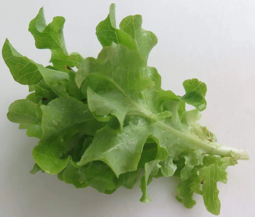 Tango Lettuce