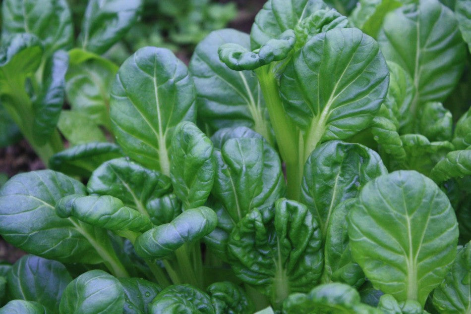 Tatsoi Greens