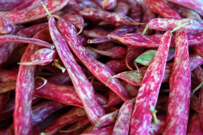 Dwarf Taylor Horticulture Beans