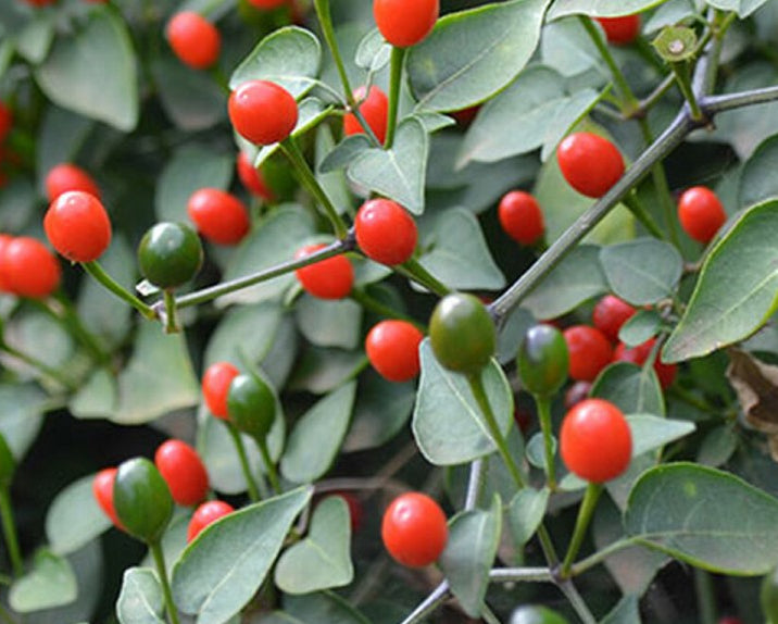 McMahon's Texas Bird Pepper