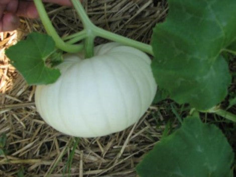Casper Pumpkin