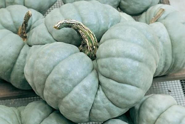 Triamble Squash