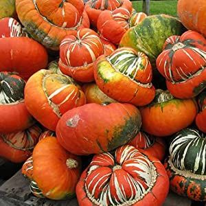Turk's Turban Squash