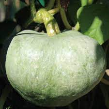 Ute Indian Winter Squash