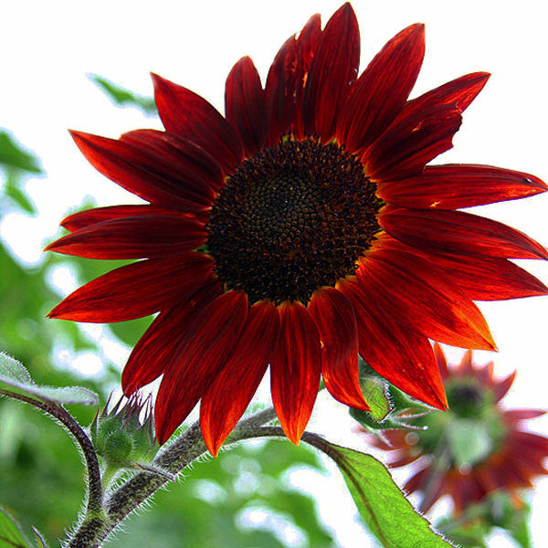 Velvet Queen Sunflower