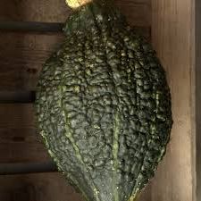 Chicago Warted Hubbard Squash