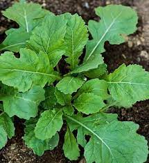 Arugula, Wasabi