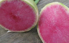 Watermelon Radish