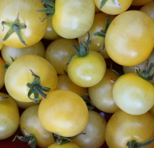 White Cherry Tomato