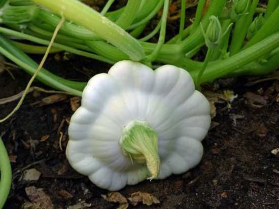 White Scallop Squash