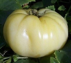Great White Tomato