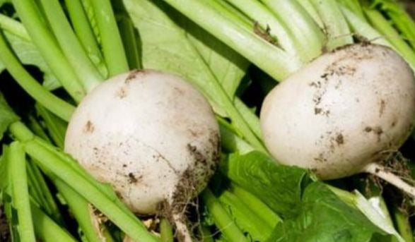White Egg Turnip
