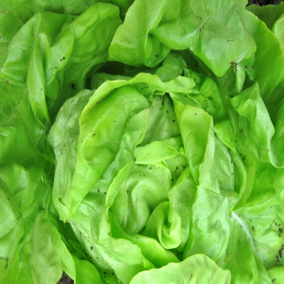 White Boston Butterhead Lettuce