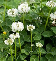 White Dutch Clover