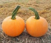 Winter Luxury Pie Pumpkin