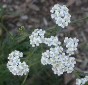 Yarrow