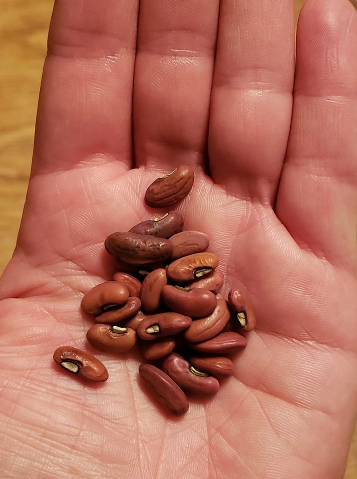 Oriental Yard Long Pole Bean