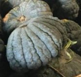 Yokohama Squash