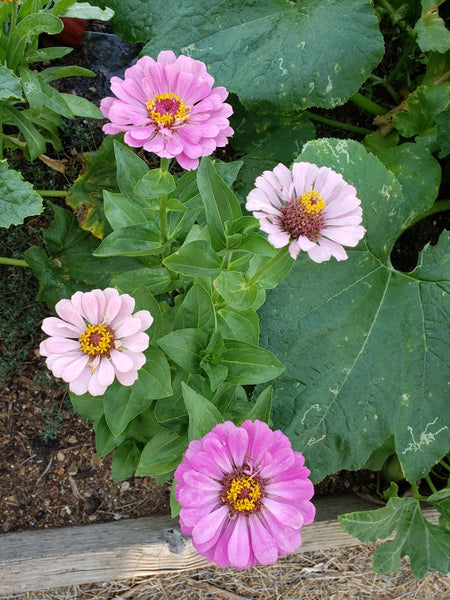 Zinnia Seeds for Outdoor Planting  5 Variety Pack – Gardeners Basics