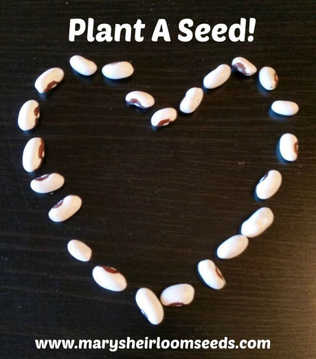 SEED SAVING Series Part 1