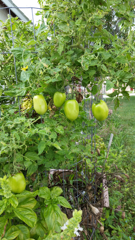 EASY DIY TOMATO CAGES