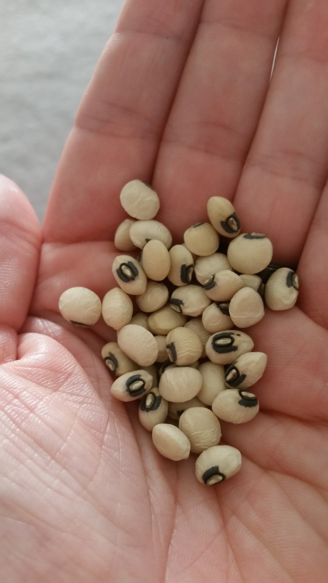 Saving & Storing Garden Seeds for Next Season