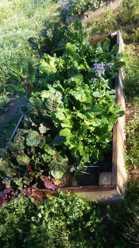 FALL HERB GARDEN