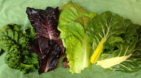 14 Fantastic Types of Lettuce to Grow