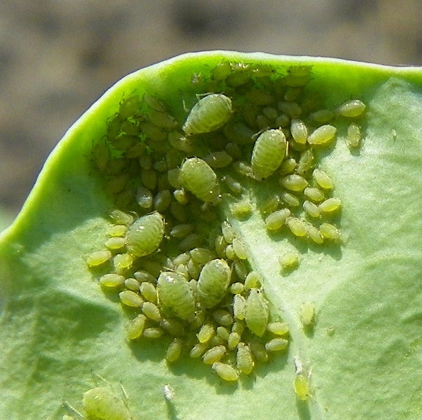 Identify Common Garden Pests  Mary's Heirloom Seeds