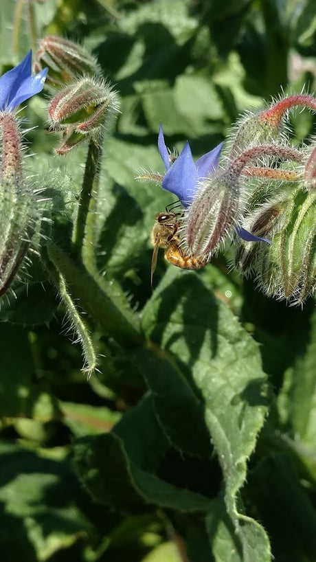 5 Fantastic Flowers to Attract Pollinators