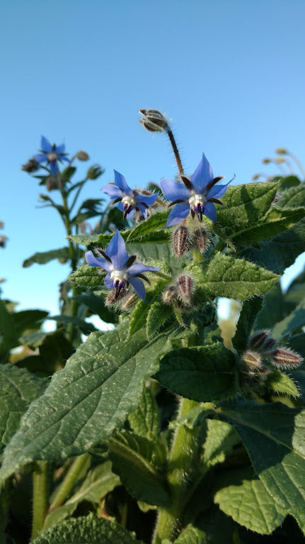 11 Uses for Borage