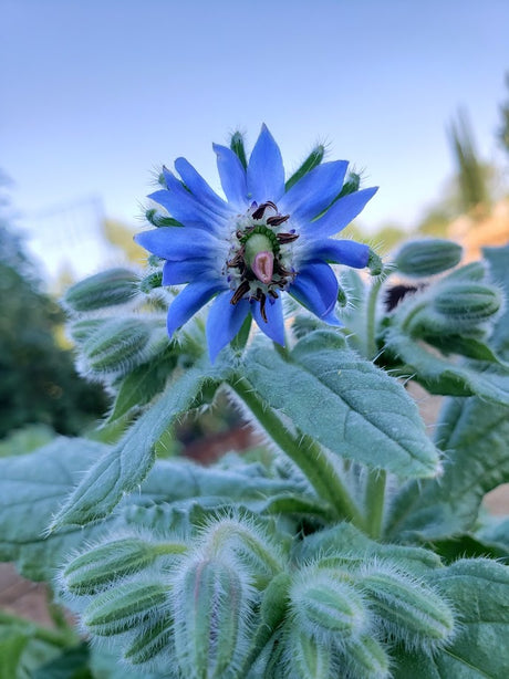 Growing Borage from Seed to Harvest