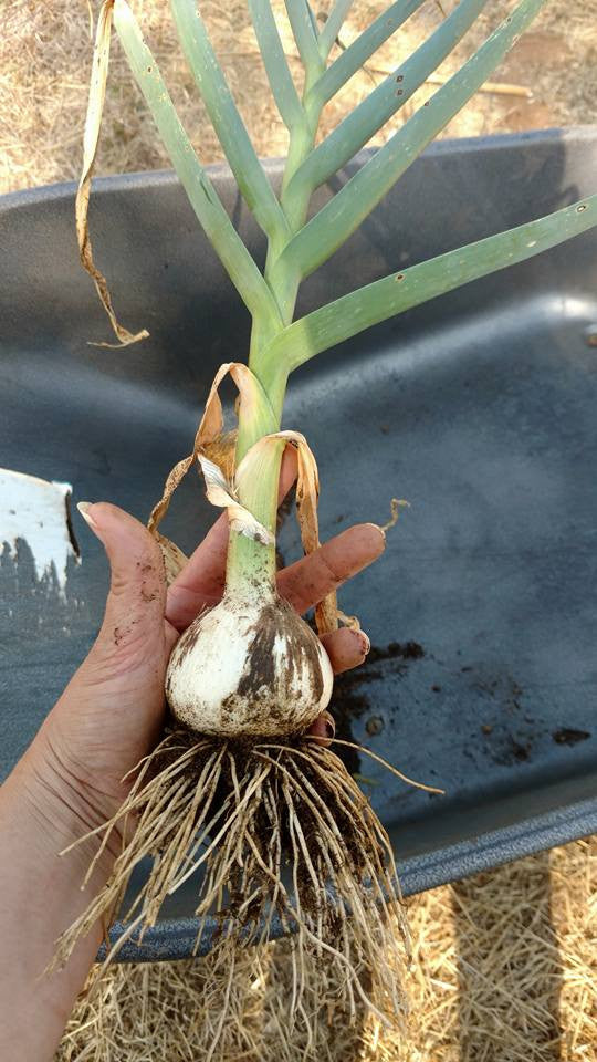 ORGANIC GARLIC Announcement