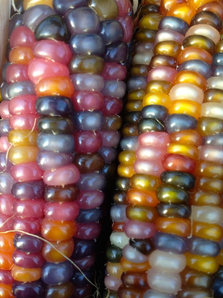 Carl L Barnes and his Amazing Heirloom Corn