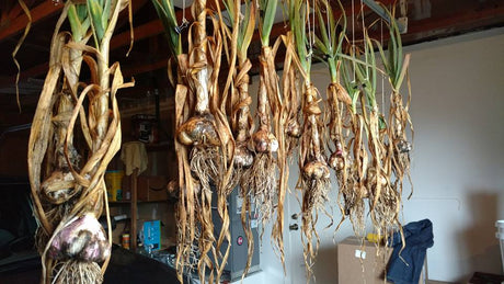 Harvesting & Curing Organic Garlic